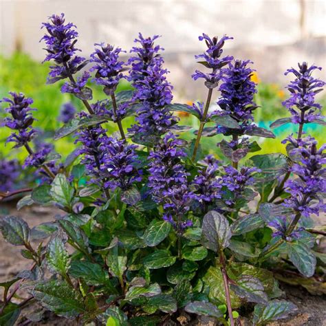 ajucax|Ajuga